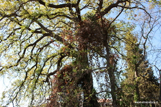 Querce sant Anna